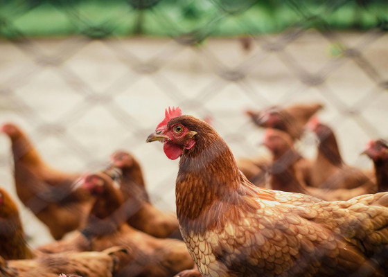 kandang Ternak ayam Joper